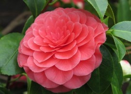 camellia 1